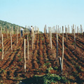 Nemea winery